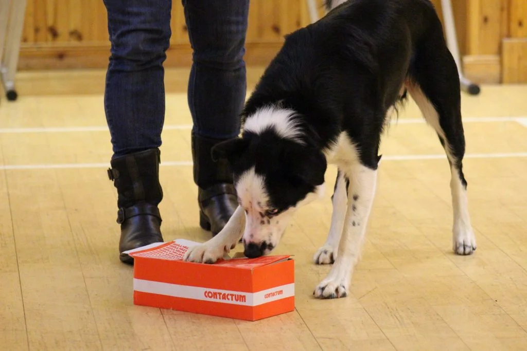 Scentwork collie searches shoebox