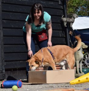 scentwork tan dog mongrel searching