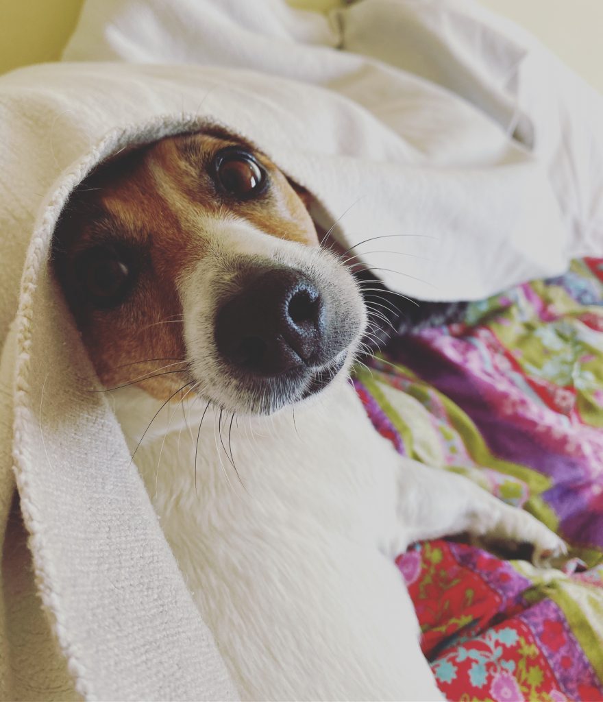 too much makes Ella hid under her blanket