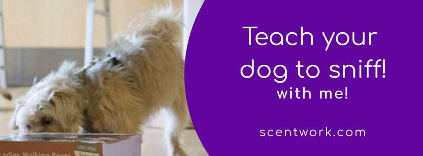 teach your dog to sniff
