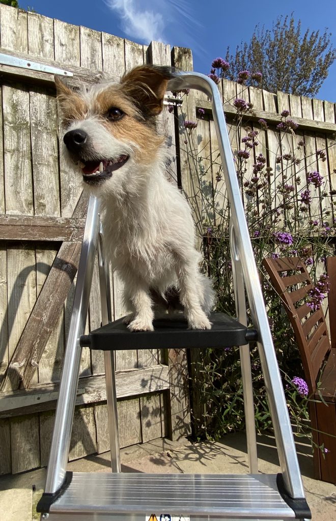 ladder is the right tool for dog