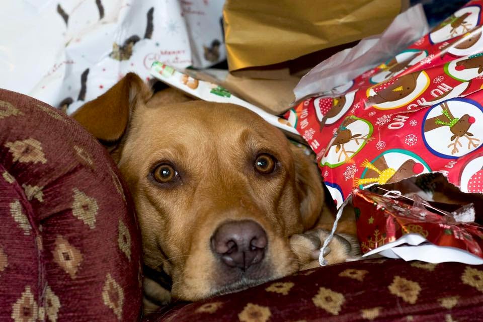 lab face under Christmas wrapping paper