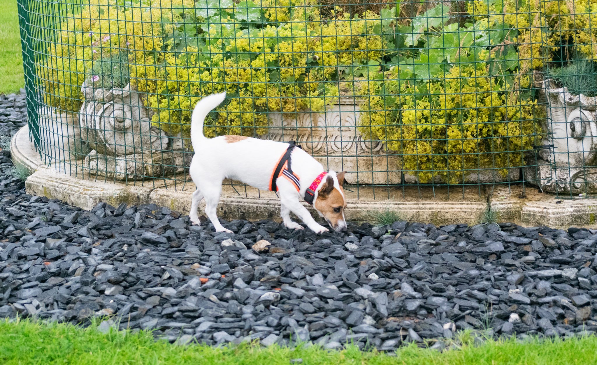 Outside Search 24 outdoor search themes to inspire you all year Talking Dogs Scentwork®