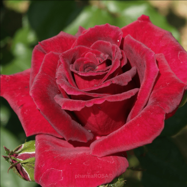 solo's rose velvet fragrance