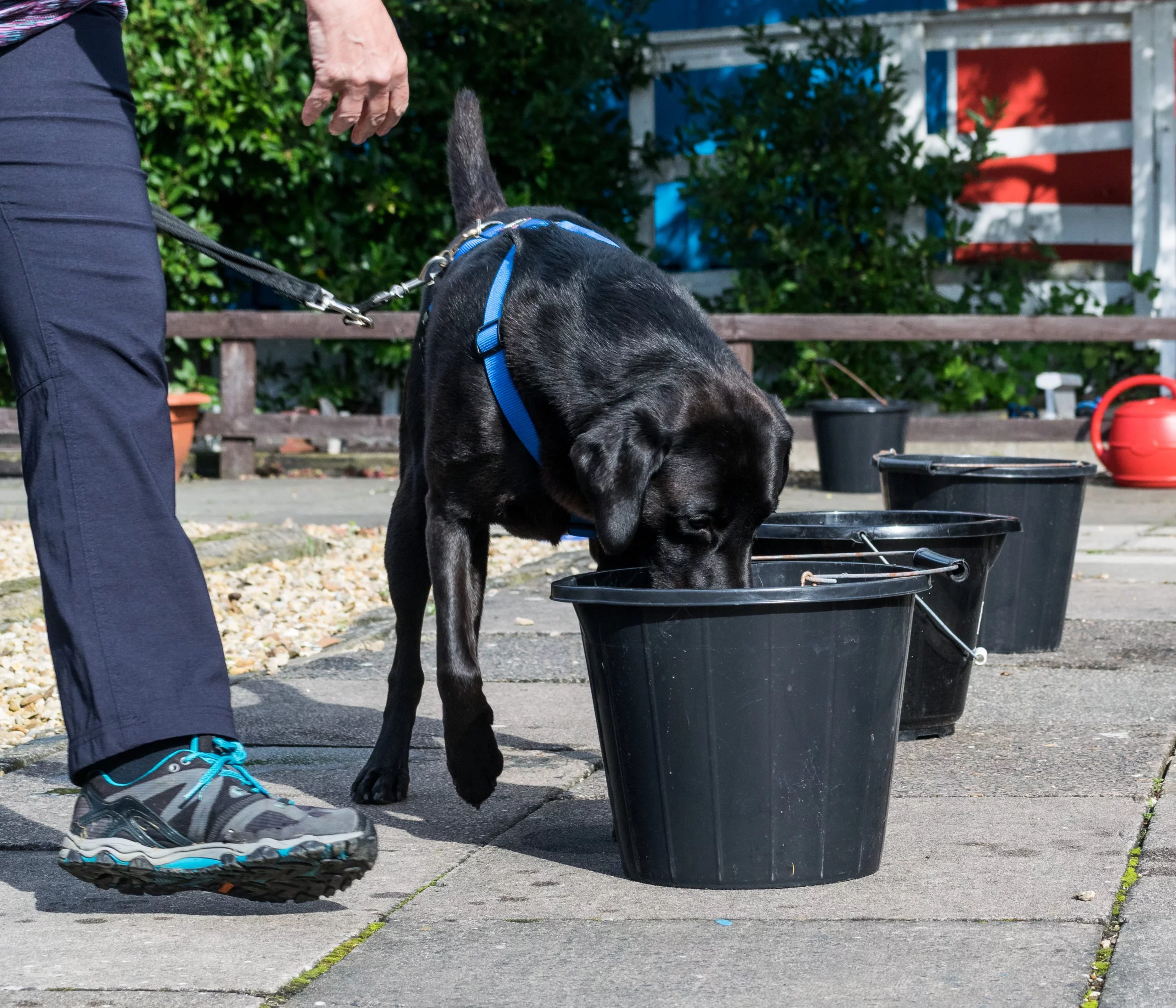 dog searching water bucket
