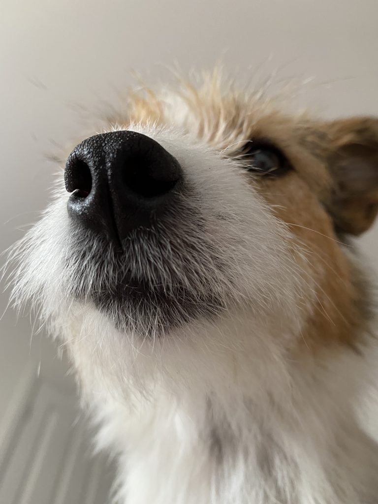 scentwork terrier